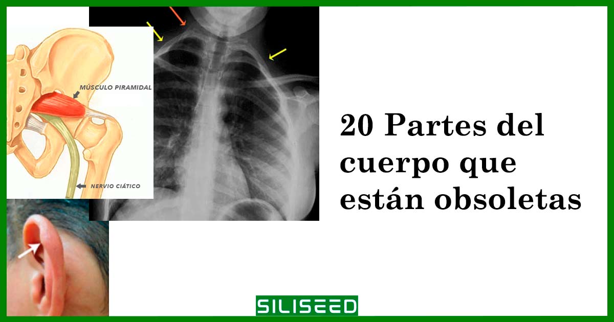 20 Partes del cuerpo que están obsoletas o ya no usamos
