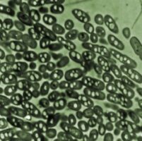 Crean bacterias que producen combustible 1