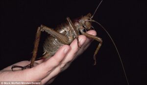 ¿Cuál es el insecto más grande del mundo? 2