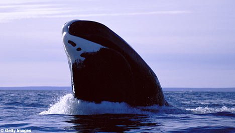 ballenas pueden vivir hasta 200 años
