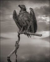 lago convierte animales en estatuas natron nick brandt 02
