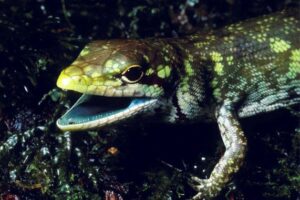 lagarto sangre verde