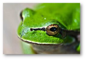 rana verde ojos biología