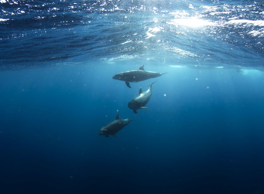 delfines en el mar. composición química de los seres vivos