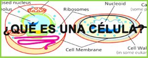 ¿Qué es una célula? 8