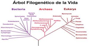 Los tres dominios de la vida 7