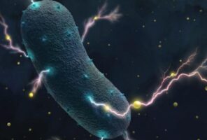 Bacterias como la biota intestinal pueden generar electricidad 4