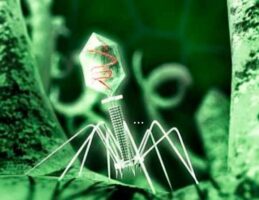 ¿Los virus están vivos? ¿Pueden ser inmortales? 6